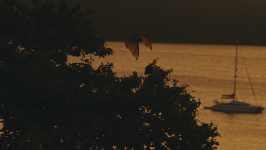 Silhouetted bats glide above calm water reflecting warm orange dusk light in a quiet tropical bay