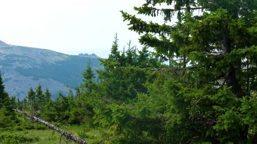 A tranquil view of a green mountain landscape in the Southern Urals region of Russia during the summer season. Lush evergreen trees and pine trees cover the foreground, with rolling hills and mountain