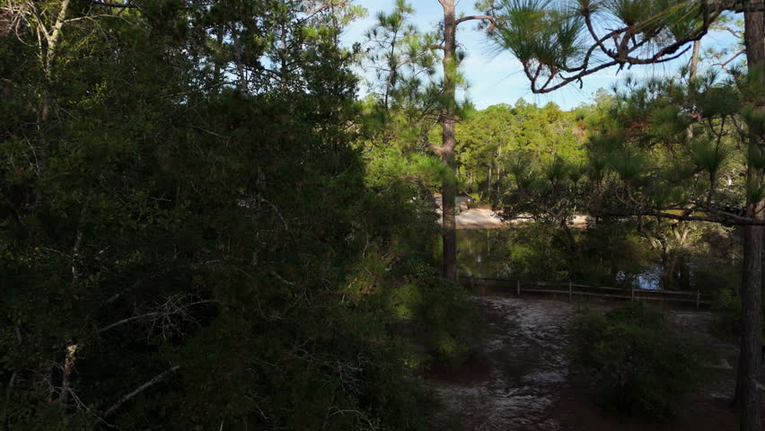 Aerial ascend along pine trees above lush vegetation in Blackwater River State Park in Florida near fenced line, speckled shade