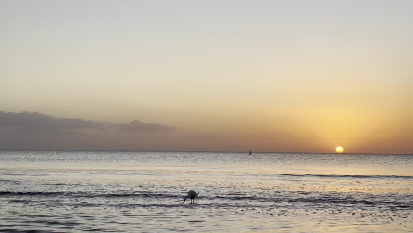 Beautiful view of the sun rising over the calm sea in Miami Beach, Florida, with a single white ibis slowly walking and looking for food in the shallow water of the shoreline