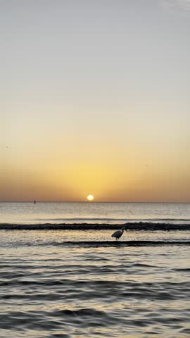 Beautiful view of the sun rising over the calm sea in Miami Beach, Florida, with a single white ibis slowly walking and looking for food in the shallow water of the shoreline