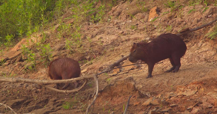 Male Capybara Marking Territory with Nose Gland beside Another Capybara on Riverbank in Tambopata