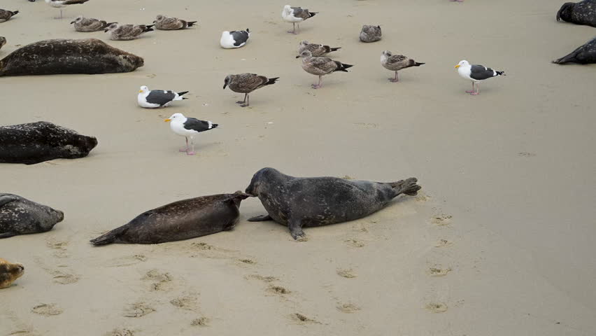 Seals Nuzzle Each other at Childrens Pool along the Pacific Coast