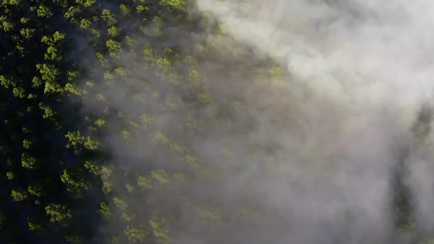 Aerial of mist drifting through tall eucalyptus forest along a winding mountain corridor, top down drone tracking across Black Spur Yarra Valley Victoria Australia