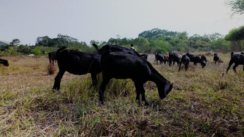 A flock of goats grazing in the wild grassland