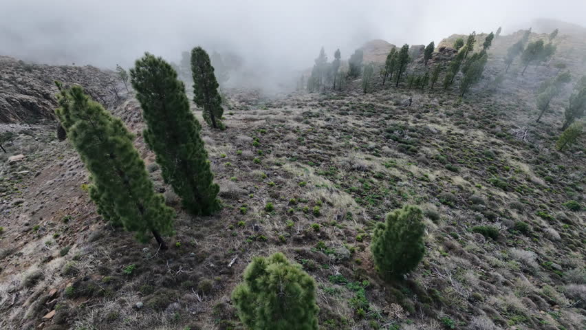 Aerial view of a foggy mountain landscape with pine trees and clouds covering the valley below
