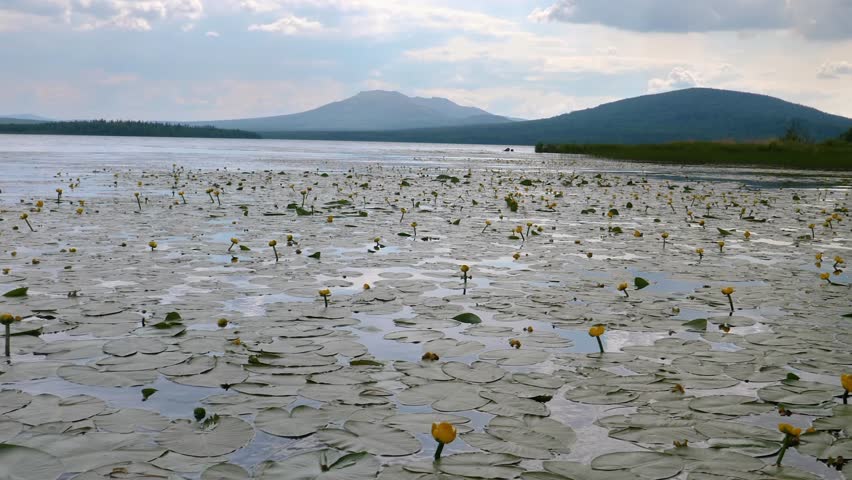 A serene natural landscape featuring a large lake covered in floating green leaves and vibrant yellow water lilies (Nuphar lutea), with rolling mountains visible in the background under a partly cloud