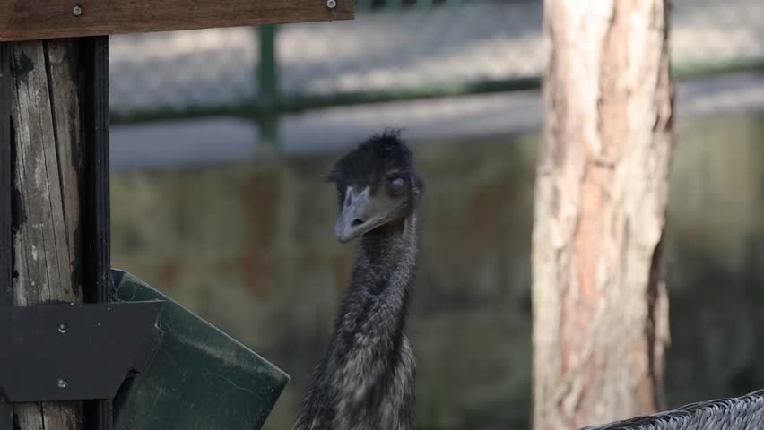 An emu eats from a green feeder in a sunny outdoor enclosure with soft lighting