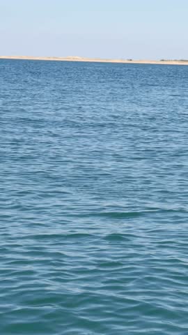 A seagull dives into the sea, catches a fish, and flies away over blue water.