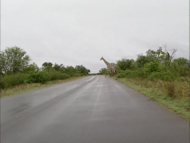 Giraffe (Giraffa camelopardalis)  crossing road in Africa - wide shot