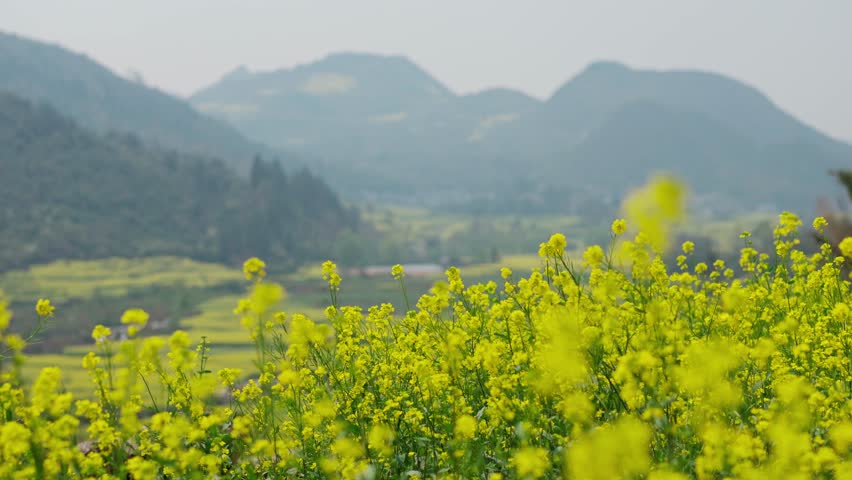 Beautiful scenic landscape of canola field in spring with mountains at Luoping, China