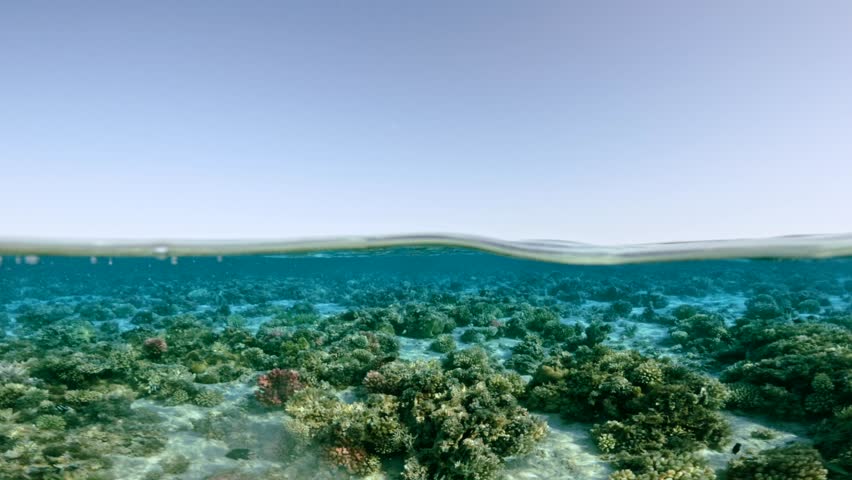 Half underwater view of shallow coral reef beneath calm ocean surface