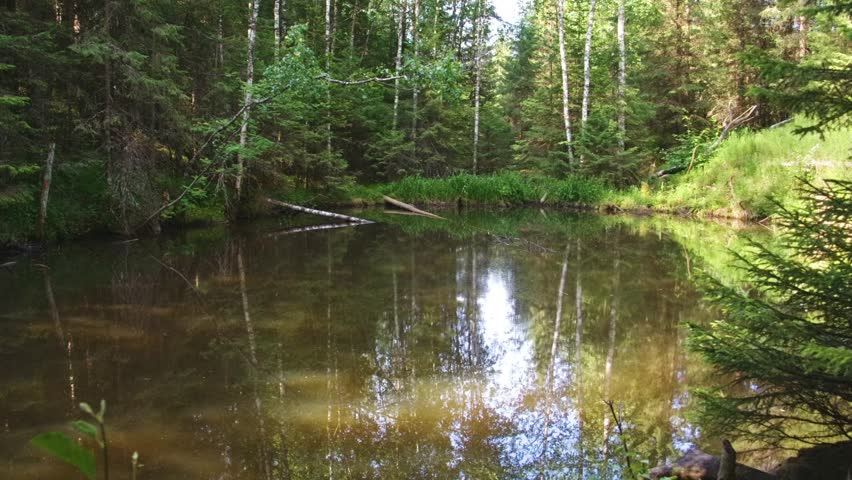 A serene natural landscape featuring a small, calm pond surrounded by dense forest vegetation, including birch and coniferous trees, with reflections visible on the murky water surface. Captured in th