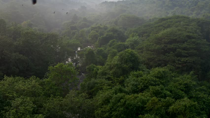 Peaceful aerial shot gliding over mist covered forest hills in Sanjay Gandhi National Park, Mumbai, during sunrise.
