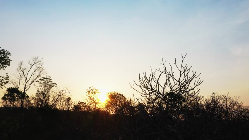 Slow drone descend lowers through backlit Cerrado canopy of gnarled ipê and native woodland trees, transitioning from bright sky to darker understory silhouettes