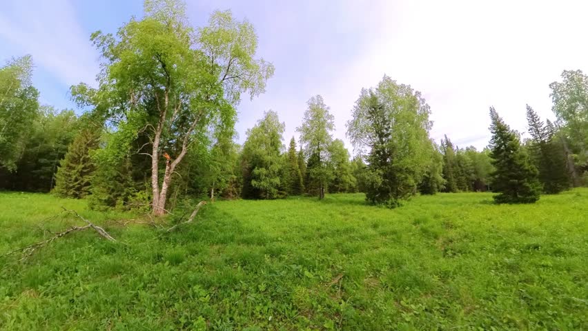 Panoramic footage capturing a vibrant, expansive green meadow bordered by a dense mixed forest of birch and coniferous trees under a bright blue sky with light clouds. This serene natural landscape is