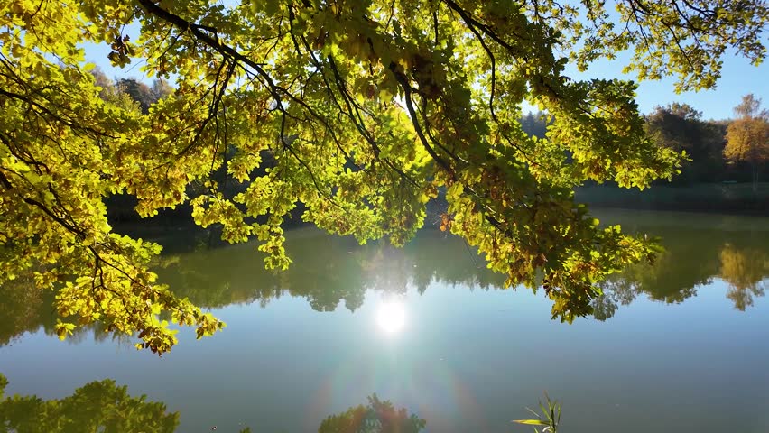 Wonderful autumn park. Colorful leaves of trees. Slowmotion