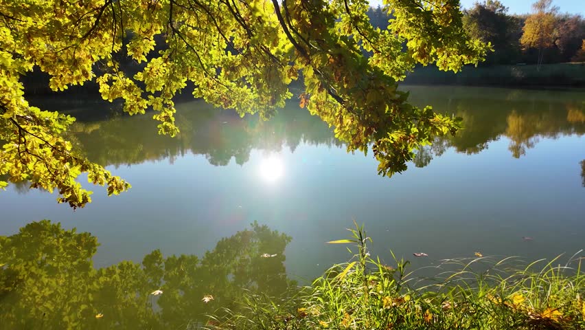 Wonderful autumn park. Colorful leaves of trees. Slowmotion