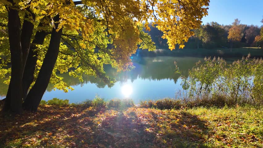 Wonderful autumn park. Colorful leaves of trees. Slowmotion
