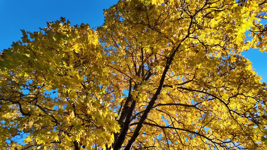 Wonderful autumn park. Colorful leaves of trees. Slowmotion