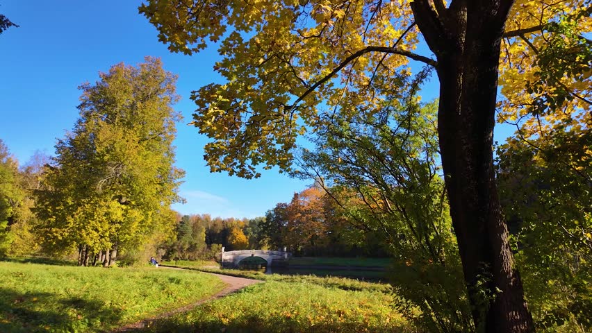 Wonderful autumn park. Colorful leaves of trees. Slowmotion