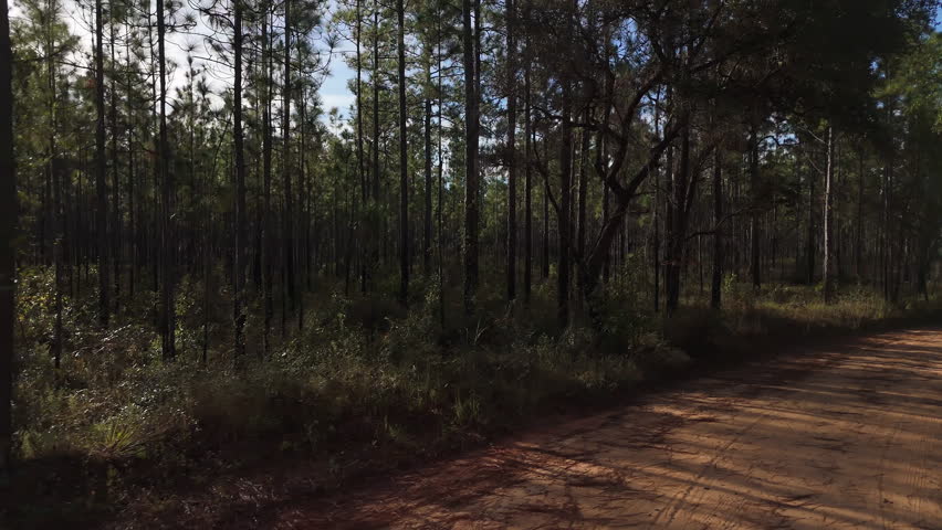 Dense backlit woodland surrounds narrow dirt path under tall trees in shaded forest, Blackwater river state park Florida