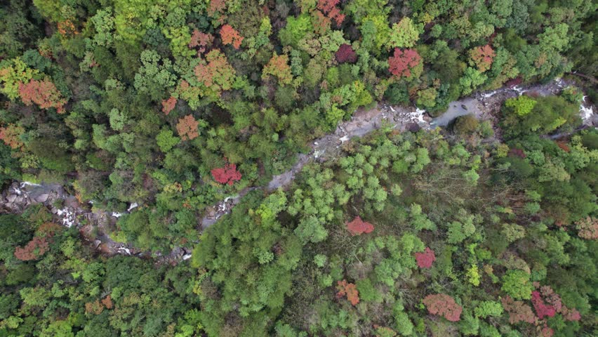 Drone view stream among valley covered with colorful autumn forest in Qinling mountains in Shanxi, China, 4k real time footage, travel concept.