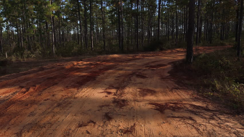 Dirt trail with tire tracks below pine forest floor covered in needles and mud, sun flare flickers