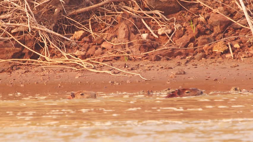 Capybaras Swimming in Tambopata River with Only Heads Visible
