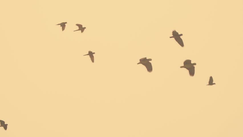 Flock of Parrots and Macaws Silhouetted Against Yellow Sunset Sky in Tambopata, Peru