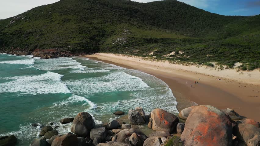 Aerial establishing orbit of turquoise waves curling into a sandy cove framed by rocky headlands and forest, Wilsons Promontory Victoria Australia