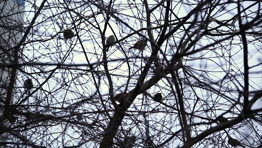 Scene captures multiple small birds perched quietly on numerous intricate bare branches of deciduous tree on overcast day during winter season stark silhouette pattern branches birds against pale sky.