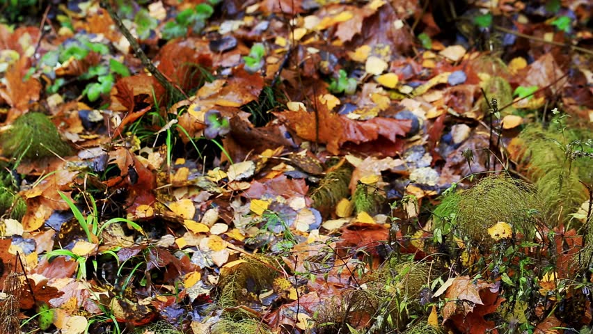 Forest floor covered, colorful autumn leaves. Brown, orange, yellow foliage. Wet surface reflects light from rain. Green moss, plants add natural contrast. Woodland beauty, fall season.