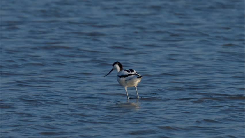 A Pied Avocet walking in shallow water, springtime in Camargue (Provence, France), slow motion