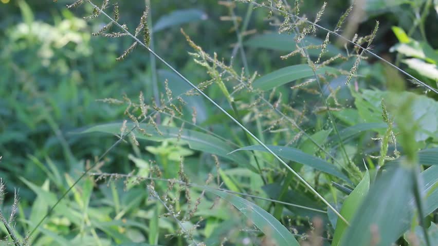 Close-up green grass and weeds swaying gently in light breeze