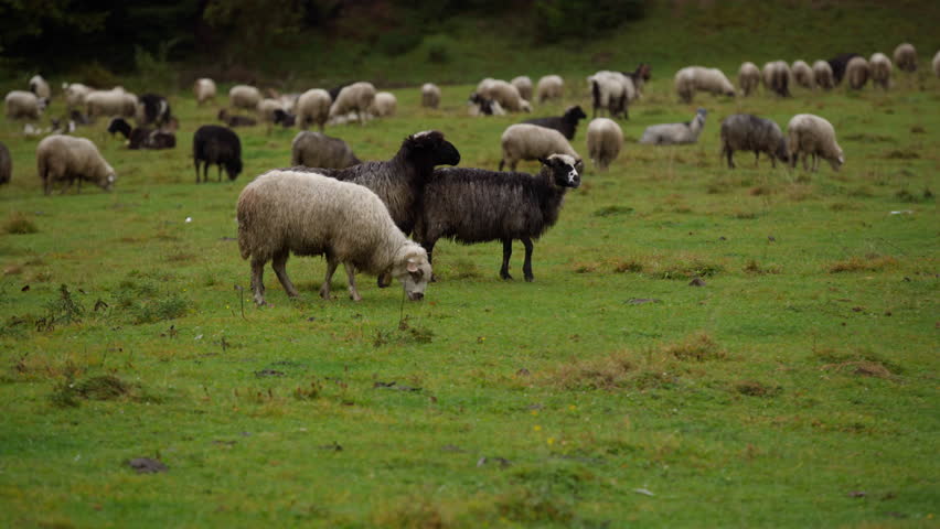Flock grazing on green pasture, black and white sheep scattered across wet meadow, distant herd forming grazing line, implied shepherding and rotational grazing