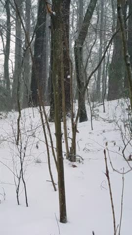 Wintry landscape of snowy forest or park with snow covered pine tree trunks and leafless deciduous trees at winter day with heavy snowfall. No people woodland scene, vertical panoramic shot.
