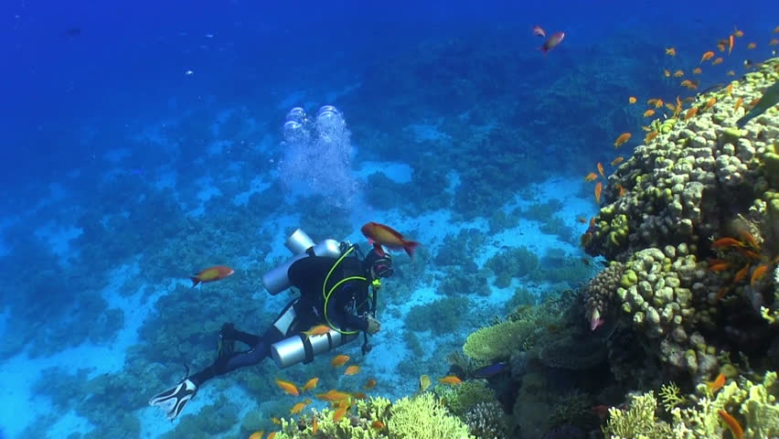 Diver swims over coral reefs. Red Sea