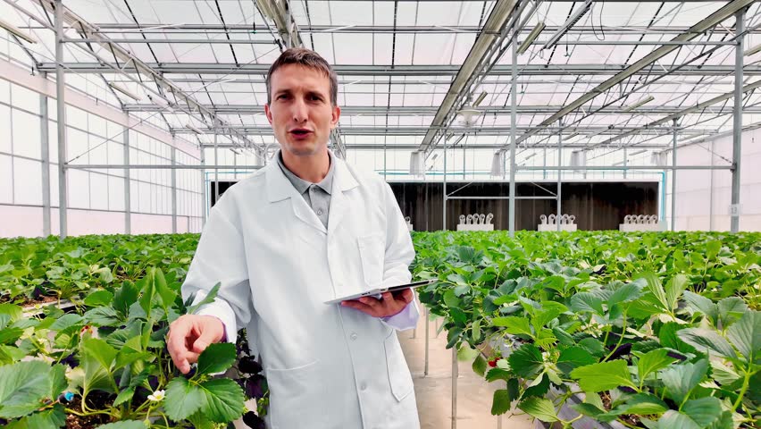 Agronomist in a lab coat uses a tablet to inspect strawberries growing in a modern hydroponic greenhouse, illustrating precision agriculture, crop monitoring, and sustainable food production.