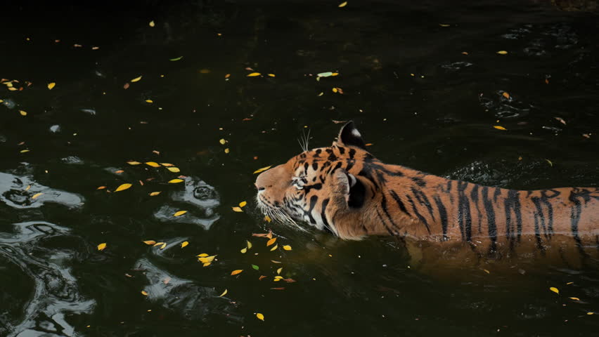 bengal tiger swimming in the river