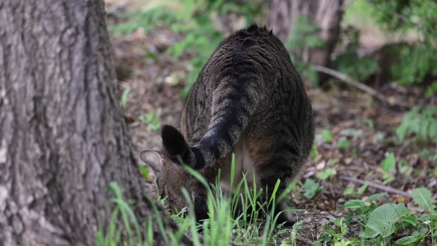 Gray tabby cat sniffing and hunting in ground