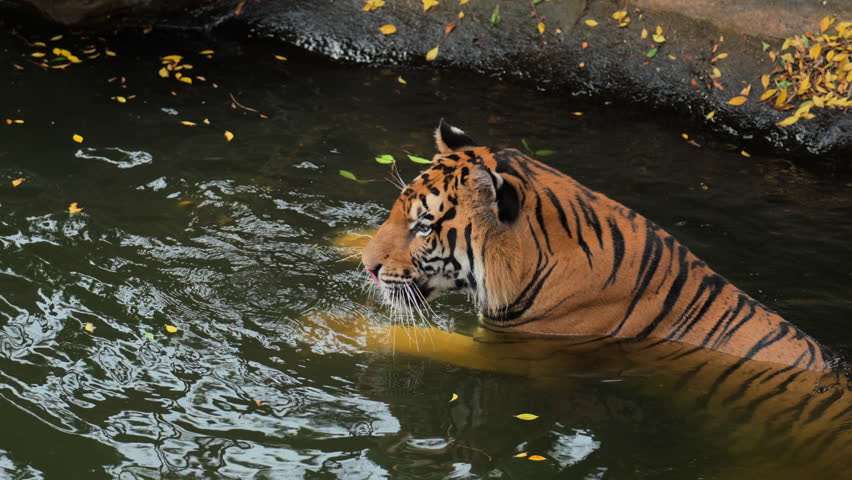 bengal tiger resting in pond