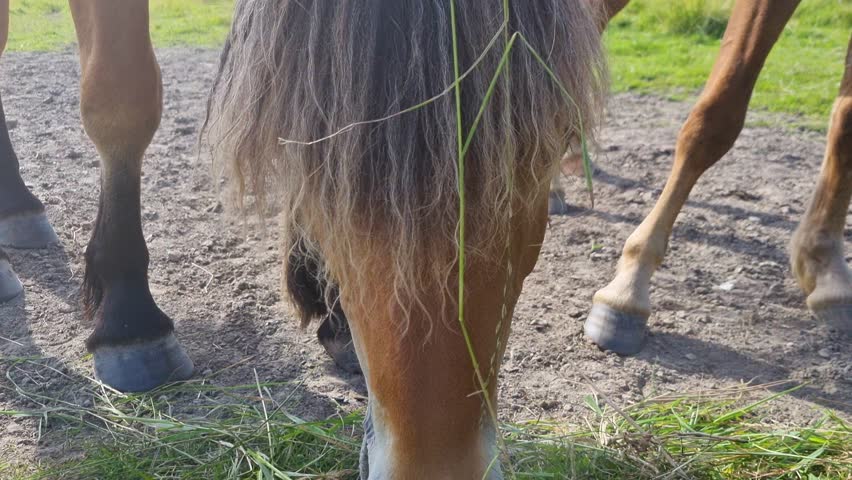 Two horses eating grass in Bovallstrand Sweden