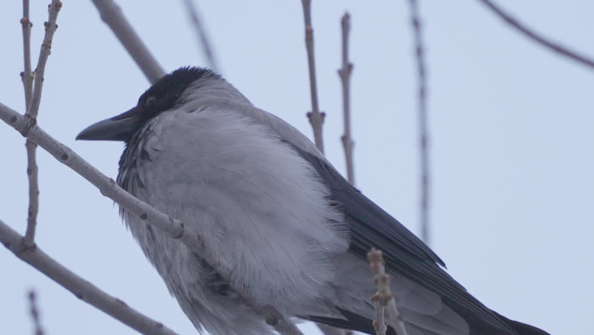 A gray crow perches on a tree branch. Slow motion
