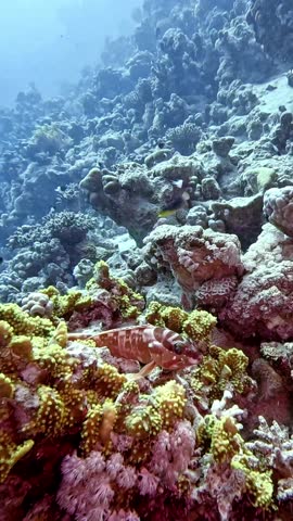 Blacktip grouper (epinephelus fasciatus). Taking in Red Sea, Egypt.