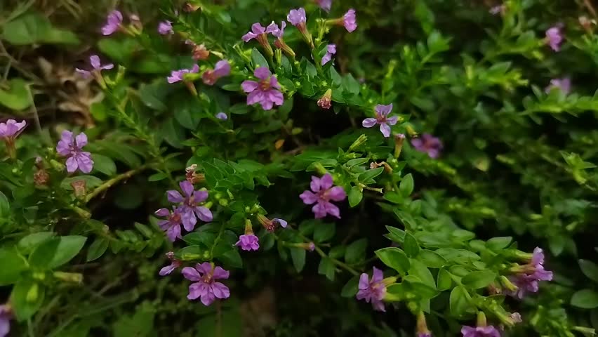 Small Purple Flower in Natural Garden