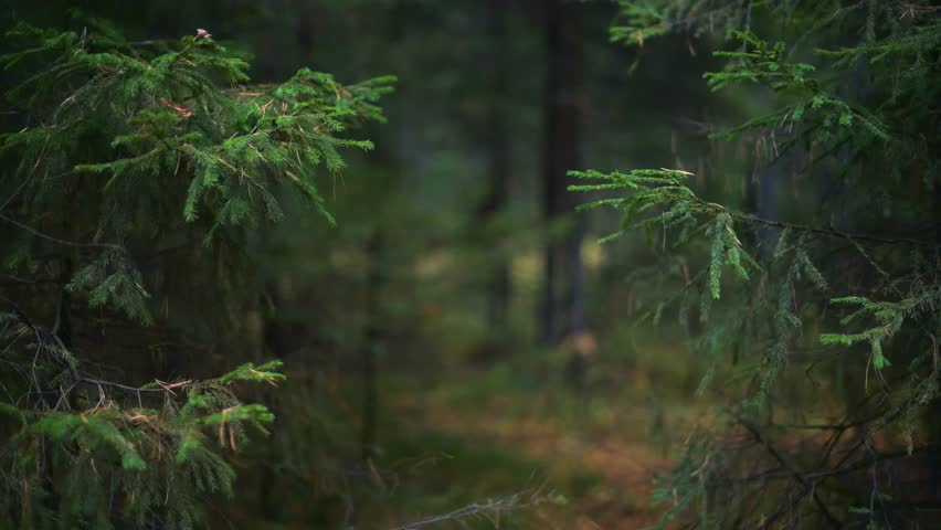 Autumn forest with fallen yellow leaves on the ground