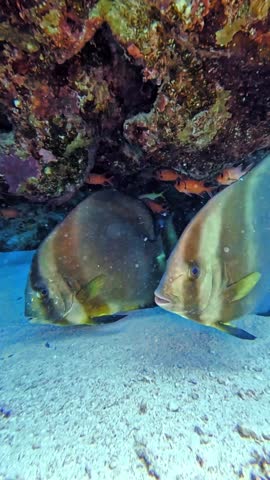 Orbicular spadefish (platax orbicularis). Taken in Red Sea, Egypt.