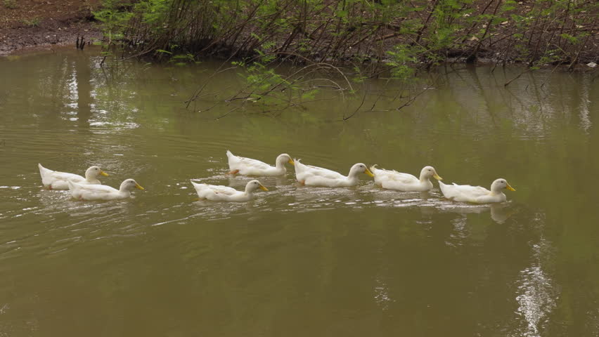 slow motion of group of white duck swimming on a rural pond