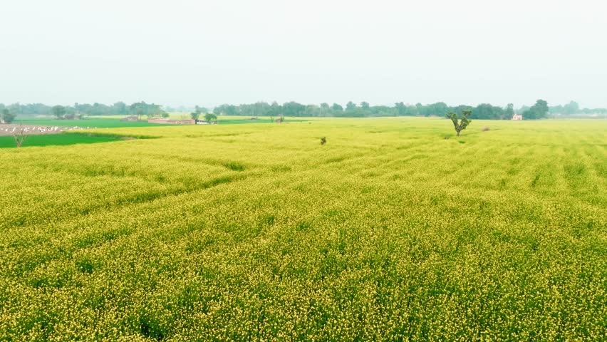 Aerial view of a vast expanse of yellow mustard field contrasting against the green patches and distant trees, creating a vibrant rural landscape, Alwar, Rajasthan, India.